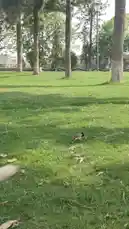 PAU by @guptaji_47 with original sound