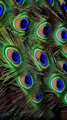 Preview for a Spotlight video that uses the Peacock Feathers Lens