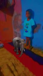 Preview for a Spotlight video that uses the PET BABY ELEPHANT Lens