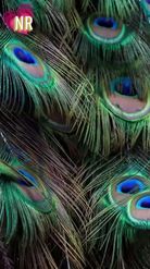 Preview for a Spotlight video that uses the Peacock Feather Lens