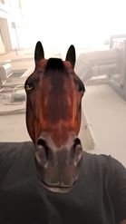 Preview for a Spotlight video that uses the Horse Lens