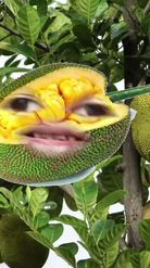 Preview for a Spotlight video that uses the Jackfruit Face Lens