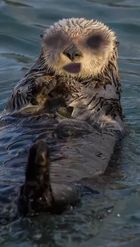 Preview for a Spotlight video that uses the Sea Otter Lens