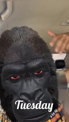 Preview for a Spotlight video that uses the gorilla Lens