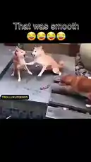 This hilarious short clip captures a dog's comically smooth escape after a tense moment with another dog near a pool. Watch the unexpected turn of events unfold in real-time. by @levis_ian with Original Sound by levis_ian