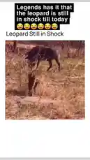 Witness a dramatic wildlife encounter where a leopard appears stunned after a failed attempt to catch prey. This real-life moment captures the raw intensity of predator vs. prey in the wild. by @levis_ian with Original Sound by levis_ian