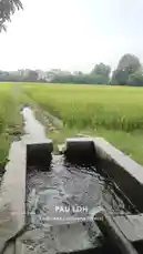 This video shows a water channel at PAU LDH in Ludhiana, West, with flowing irrigation water moving through a concrete structure into a lush green agricultural field. The scene captures rural farming infrastructure and water management in action. by @guptaji_47 with guptaji_47 by Original Sound