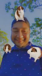 Preview for a Spotlight video that uses the Cute Guinea Pigs Lens