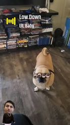 Preview for a Spotlight video that uses the 4 EYED PETS Lens