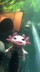 Preview for a Spotlight video that uses the Axolotl Lens