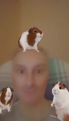 Preview for a Spotlight video that uses the Cute Guinea Pigs Lens