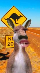 Preview for a Spotlight video that uses the kangaroo Lens