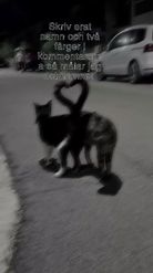 Preview for a Spotlight video that uses the Cats Heart Lens