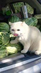 Preview for a Spotlight video that uses the Watermelon Cat Lens