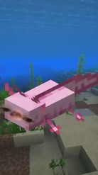 Preview for a Spotlight video that uses the Minecraft Axolotl Lens