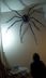 Meet the World’s Biggest Spider 🕷️