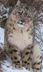 Snow Leopard ASMR 🔈