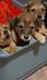 Litter Of Puppies Rescued From A Dumpster