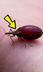 How To Survive the Deadliest Insect Bites 😱