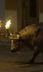 En Espagne, un taureau en détresse les cornes en feu