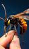 6 من أخطر الحشرات التي قد تؤذيك