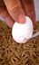 Hungry Mealworms vs. Raw Egg