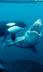 Killer Whale vs. Great White Shark