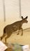 Watch: Wild Deer Runs Loose In Mall!