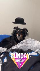 Preview for a Spotlight video that uses the hat for dogs Lens