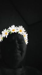 Preview for a Spotlight video that uses the Daisy Crown Lens