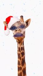 Preview for a Spotlight video that uses the Christmas Giraffe Lens