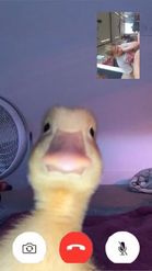 Preview for a Spotlight video that uses the Duck Facetime Lens