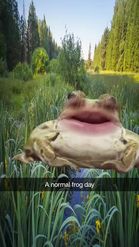 Preview for a Spotlight video that uses the frog face in swamp Lens