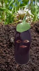 Preview for a Spotlight video that uses the Eggplant Face Lens