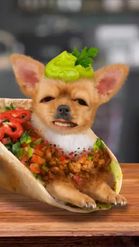 Preview for a Spotlight video that uses the Taco Dog Lens