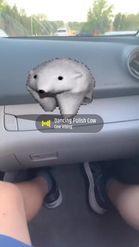 Preview for a Spotlight video that uses the Polar Bear GIF Lens