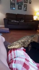 Preview for a Spotlight video that uses the Crocodile Lens