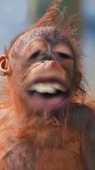 Preview for a Spotlight video that uses the Baby Orangutan Lens