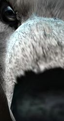 Preview for a Spotlight video that uses the Bsp Smile Wolf Lens