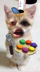Preview for a Spotlight video that uses the Krabby Patty Cat Lens
