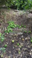 Preview for a Spotlight video that uses the Good Morning Snaps Lens