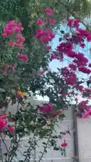 Video by @semsemallc25 with original sound