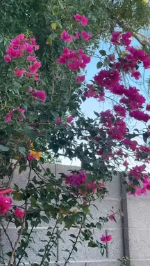 Video by @semsemallc25 with original sound