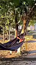 A man peacefully naps in a striped hammock strung between trees in a sun-dappled yard. Suddenly, a large green snake slithers into view, coiling itself around his legs before he jolts awake in shock and leaps out of the hammock. by @eirakoze64 with Original Sound by heyy.swagger
