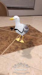 Preview for a Spotlight video that uses the Dancing Seagull Lens