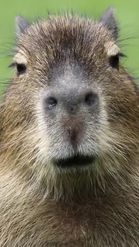Preview for a Spotlight video that uses the Talking Capybara Lens