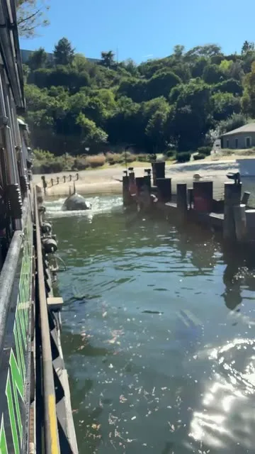 @smoothnmellows 님의 Jaws 스포트라이트