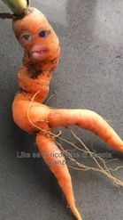Preview for a Spotlight video that uses the HOT CARROT Lens