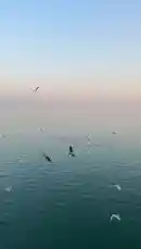 Video by @home_garden3 with original sound