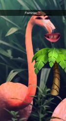Preview for a Spotlight video that uses the Talking Flamingo Lens